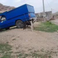 سگ گله و نگهبان|سگ|چناران, |دیوار