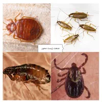 شرکت سمپاشی با مجوز بهداشت،سم پاشی،موریانه زدایی