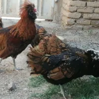 نژادپولندگلد(سبزوار)|حیوانات مزرعه|سبزوار, |دیوار
