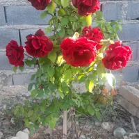 ۴۰۰ زمین ویلایی با ۴۰ متر بنای نمیمه کاره|فروش خانه و ویلا|تهران, شاهد|دیوار
