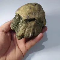 فسیل