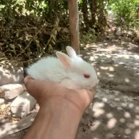 بچه خرگوش.و مولد