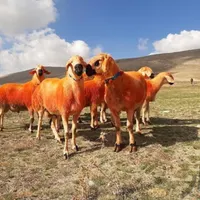 فروش گوسفندتعاونی شش ماه کامل مناسب عقیقه ومصرفی|حیوانات مزرعه|مشهد, احمدآباد|دیوار