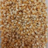 حبوبات ایرانی|خوردنی و آشامیدنی|تهران, مسعودیه|دیوار