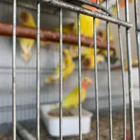 عروس هلندی طوطی مینا|پرنده|میناب, |دیوار