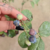 فروش نهال بلوبری ترکیه|خدمات باغبانی و درختکاری|بابل, |دیوار