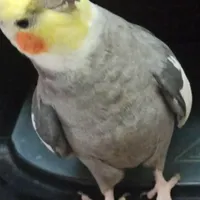 پیکو گمشده