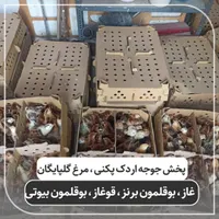 نماینده ورامین در گیلان جوجه گلپایگان،اردک پکنی|حیوانات مزرعه|رشت, گلباغ نماز|دیوار