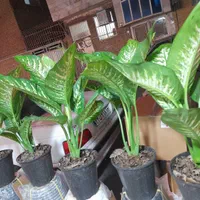 گل دیفن‌ باخیاپربرگ‌ تعویض بامجلات کتاب دفترباطله