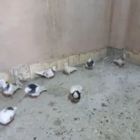 جوجه طوقی|پرنده|خمینی‌شهر, |دیوار