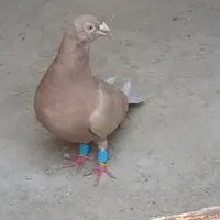 کبوتر کرم