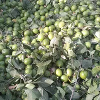 سرکارگر کشاورزی نخود لوبیا