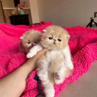 بچه گربه انیمیشن طور ( مجموعه ایران کتز)