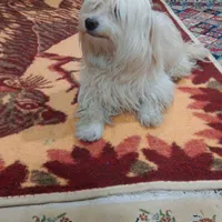 سگم گم شده باغستان|حیوانات|کرج, باغستان|دیوار