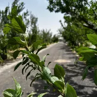 زمین باغی باغچه چهاردیواری/سنددار/اقساطی|فروش زمین و ملک کلنگی|تهران, امیریه|دیوار