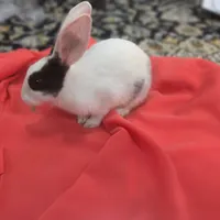 فروش خرگوش سه ماهه