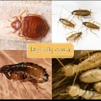 شرکت سمپاشی ضدعفونی سم پاشی سوسک موریانه زدایی|خدمات نظافت|بهبهان, |دیوار