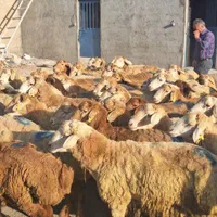 دام زنده مهر ویلا گلزار کل کرج باسکول گلشهر