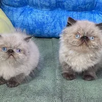 مجموعه گربه های اشرافی ( ایران کتز iran cats)|گربه|رشت, گلباغ نماز|دیوار