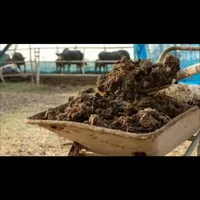 کود گاوی و گوسفندی(پارساله امساله)|خدمات باغبانی و درختکاری|چالوس, |دیوار