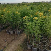 فروش انواع نهال گرمسیری مثمر و غیر مثمر