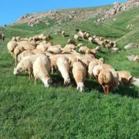 عقیقه وتولد بچه برای گوسفند زنده در تهران