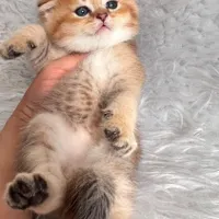 گربه های گلد اشرافی ( مجموعه تخصصی گلد iran cats (|گربه|اهواز, گلستان|دیوار