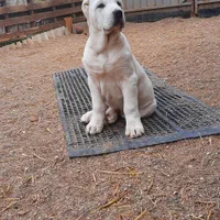 توله سگ الابای روس کائو اصیل نگهبان