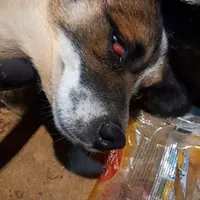 سگ گمشده اگرکسی دیدش خبربده ممنون یکی ازچشماش کور