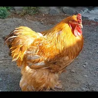 خروس اصیل برهما و مرغ و خروس پلیموت مینیاتوری|حیوانات مزرعه|تهران, ابن بابویه|دیوار