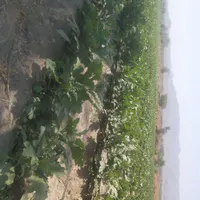 فروش باغ رودان|فروش زمین و ملک کلنگی|بندرعباس, |دیوار