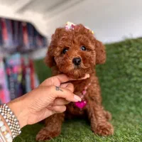 سگ توله توی پودل ۹۰ روز وارداتی رنگ رد با پاسپورت