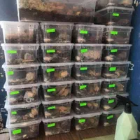 تضمین خرید حلزون پرورشی کاردرمنزل شغل کار در منزل