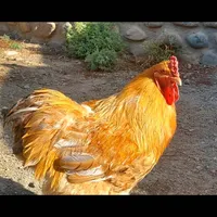 خروس اصیل برهما و مرغ و خروس پلیموت مینیاتوری|حیوانات مزرعه|تهران, ابن بابویه|دیوار