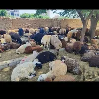 کم چربی کم دنبه گوسفند نر وماده زنده