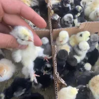بوقلمون نژاد سنگین شاخی گردن لخت بلک لهستانی