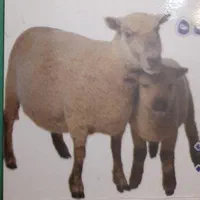 قصاب سلاخ ذبح گوسفندزنده مرغ خروس سیار شبانه روزی