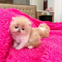شهر گربه ی ایران کتز مجموعه اشرافی
