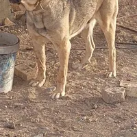 سگ ماده عراقی پژدرگمشده