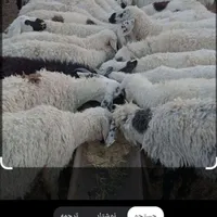 گوسفند زنده کردستانی در غرب تهران
