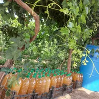 عرضه مستقیم آبغوره و گرد غوره از باغدار|عمده‌فروشی|تهران, شاهد|دیوار