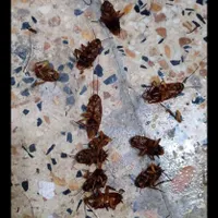 سمپاشی ساس مگس موش موریانه سوسک باضمانت