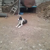 سگ گله و نگهبان|سگ|چناران, |دیوار
