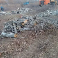 خرید انواع چوب درخت