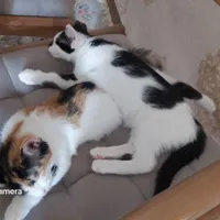 دو بچه گربه گمشده