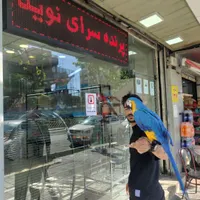 کاسکو آرا ماکائو دستی سخنگو طوطی خرید فروش معاوضه|پرنده|تهران, نارمک جنوبی|دیوار