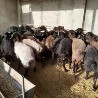گوسفند برای قربانی|حیوانات مزرعه|ورامین, |دیوار