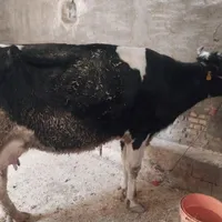 گاو شیری