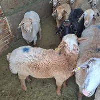 شیشک و میش بره نر گوسفند شمال غرب