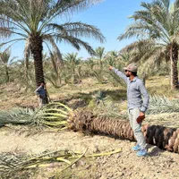 خریدار نخلهای باریشه شما کشاورزان هستیم